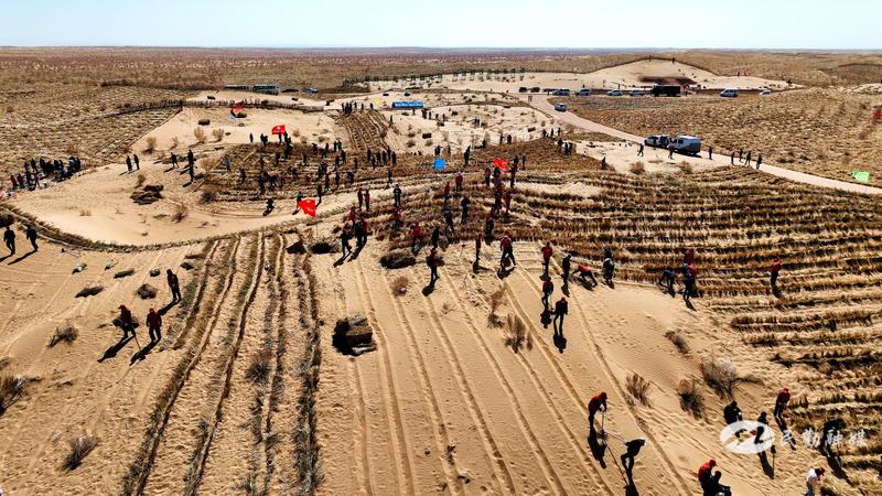 吹响集结号沙海绣出新绿洲民勤县2024年春季义务压沙造林侧记